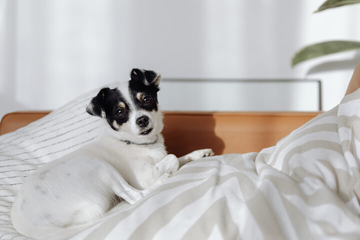Pet Hair Removal
